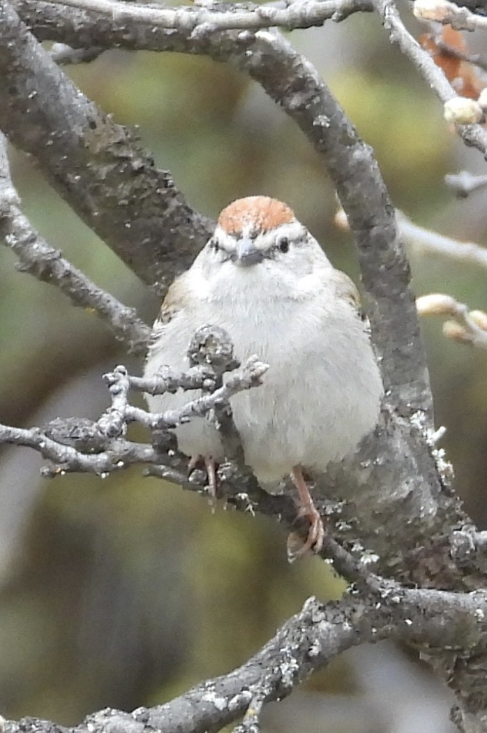 Chipping Sparrow - Lawrence Datnoff