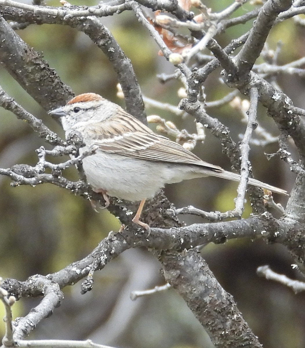 Chipping Sparrow - Lawrence Datnoff