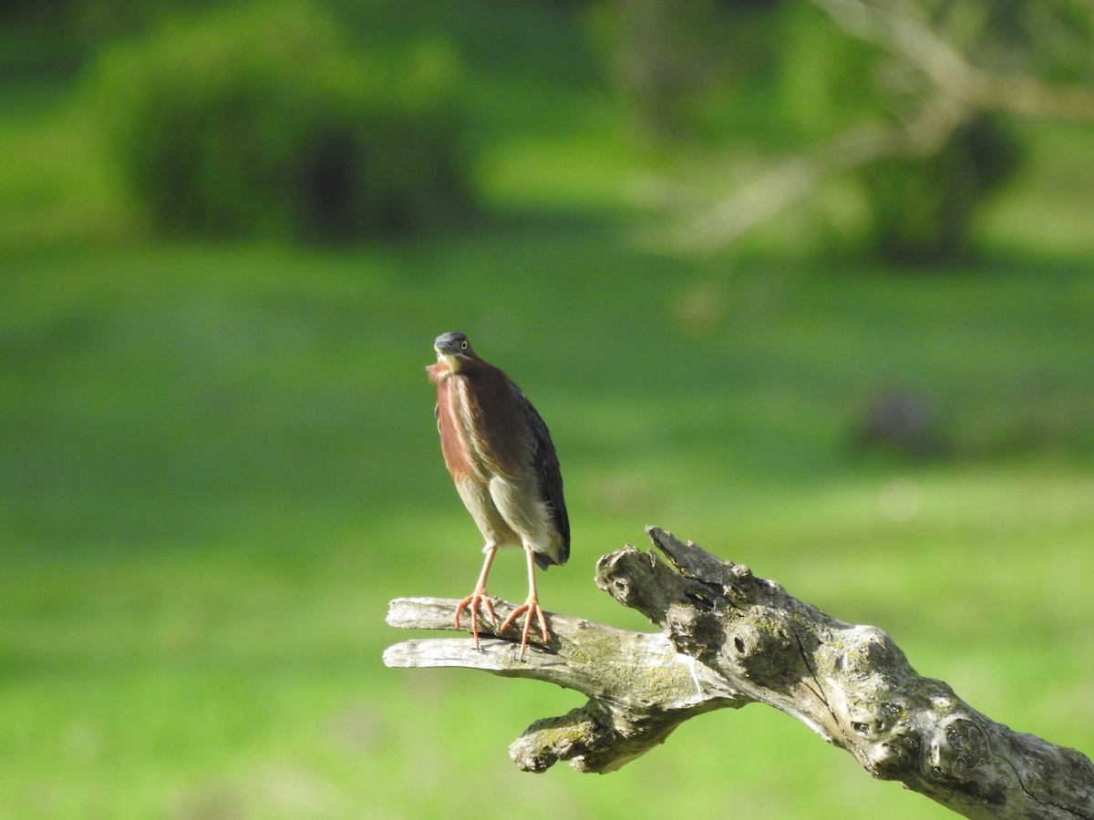 Green Heron - ML618557743