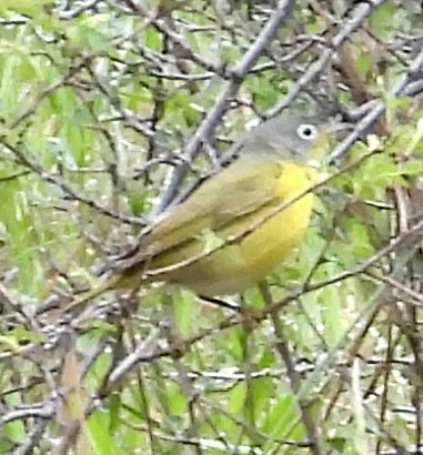 Nashville Warbler - ML618557744