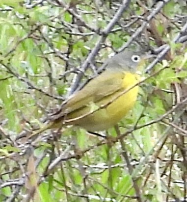 Nashville Warbler - Lawrence Datnoff