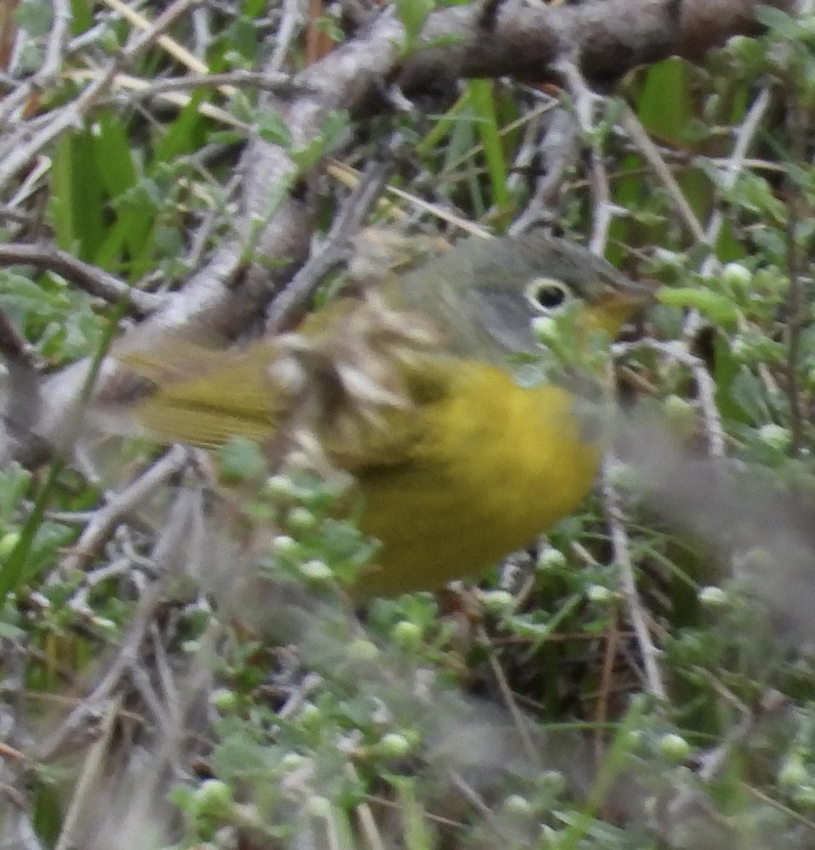 Nashville Warbler - ML618557745