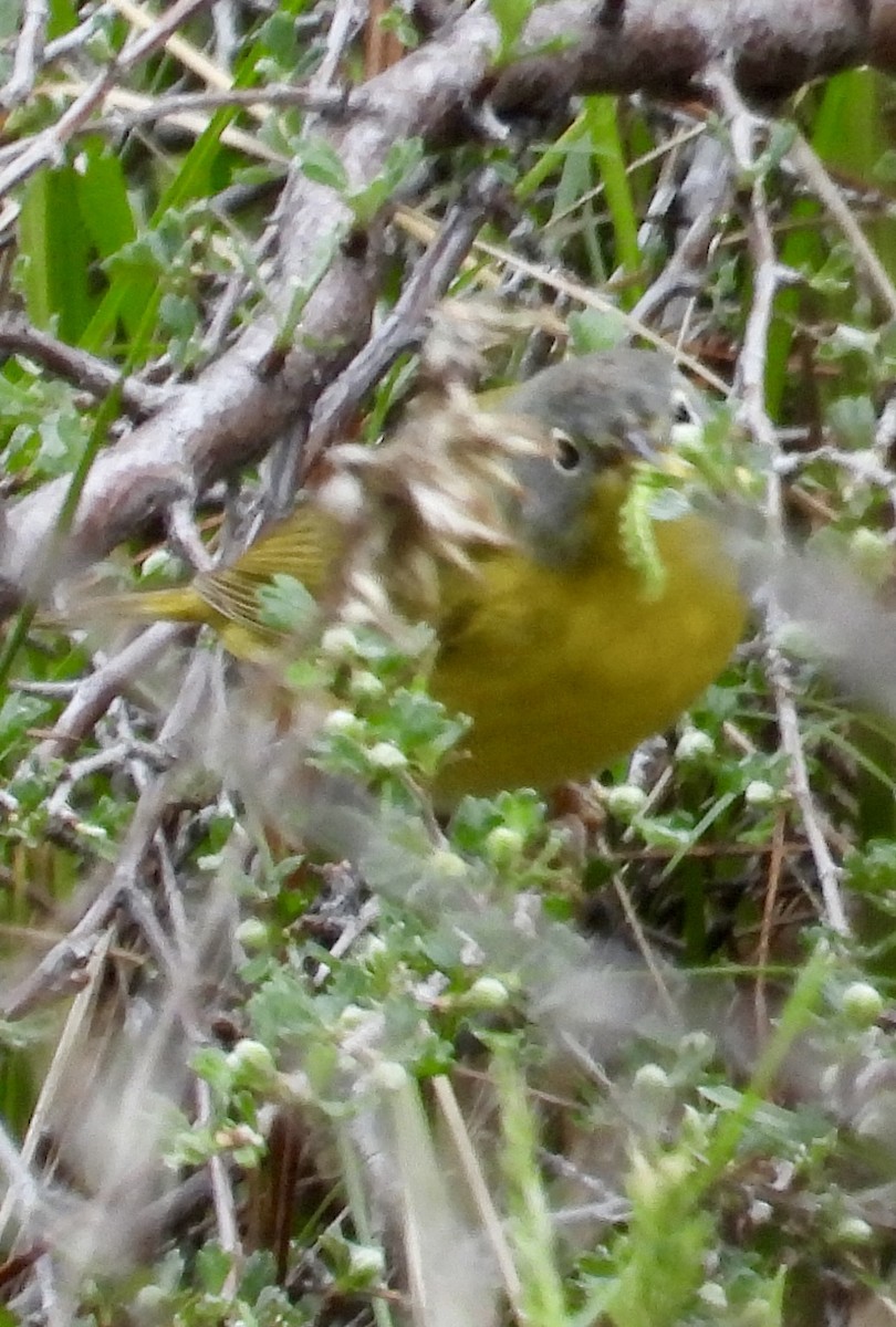 Nashville Warbler - Lawrence Datnoff