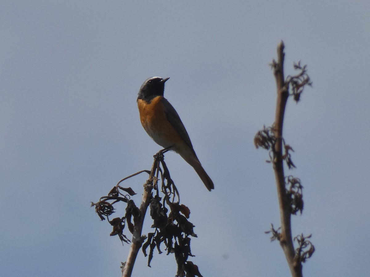 Common Redstart - Miloš Weidenhöfer