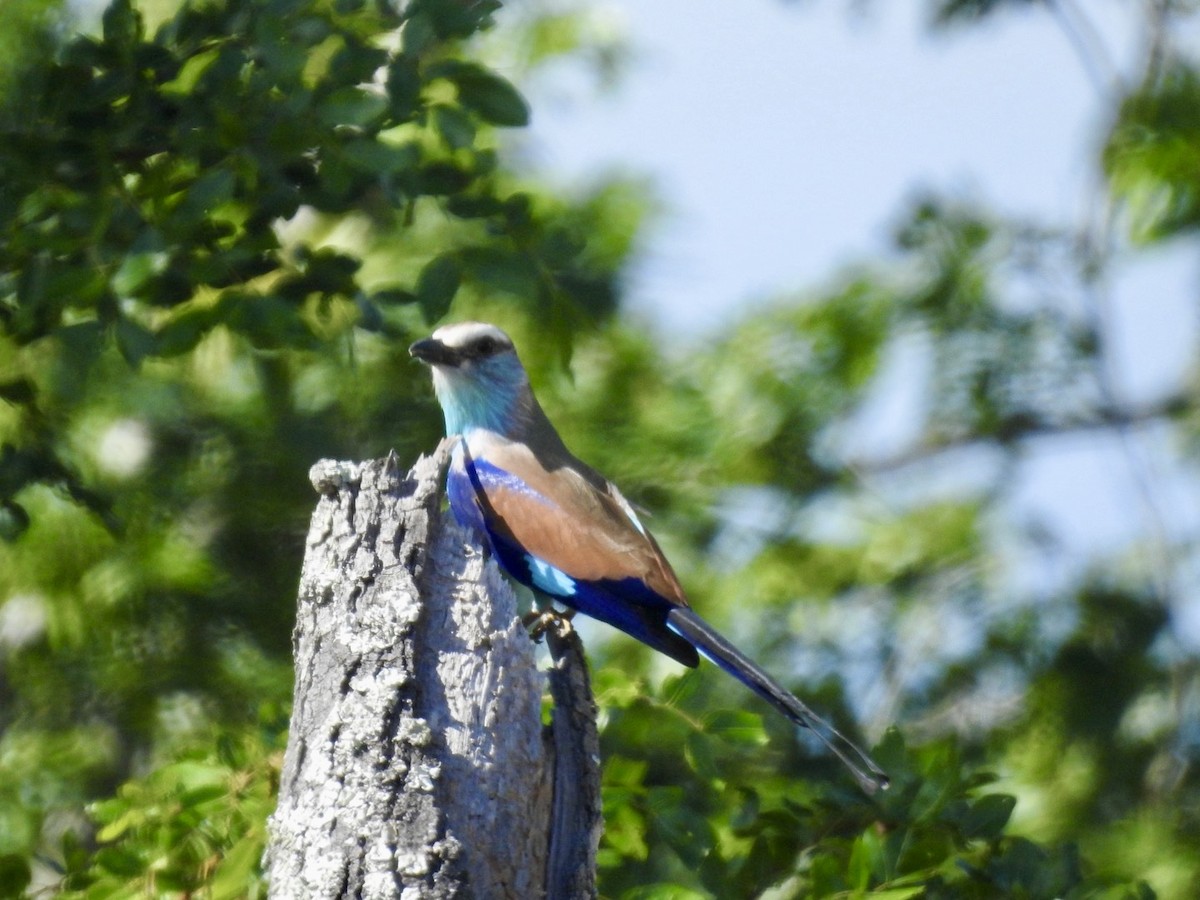 Racket-tailed Roller - ML618557774