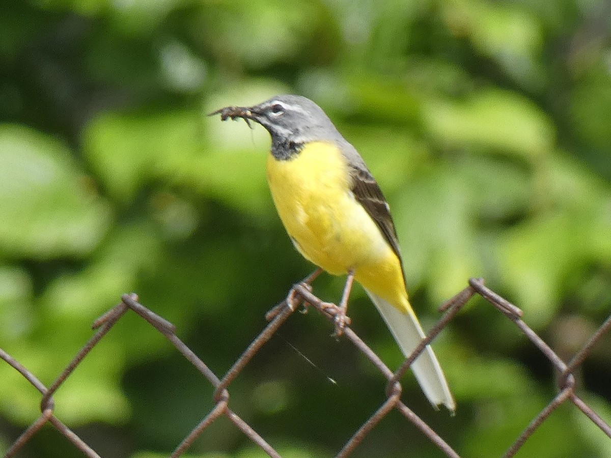 Gray Wagtail - ML618557777