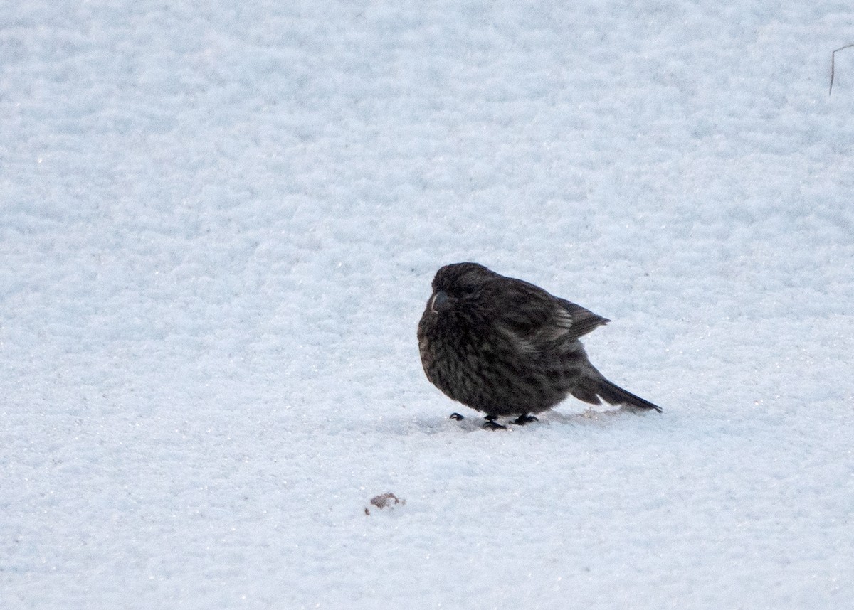 Red-fronted Rosefinch - ML618557779