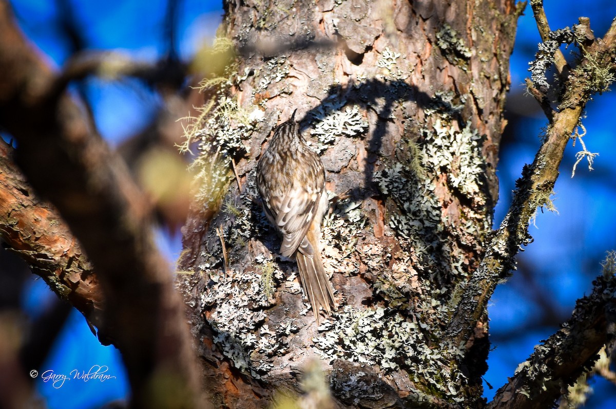 Brown Creeper - Garry Waldram