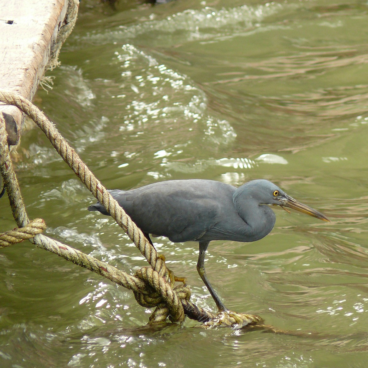 Pacific Reef-Heron - ML618557783