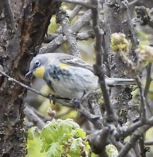 Yellow-rumped Warbler (Audubon's) - Lawrence Datnoff