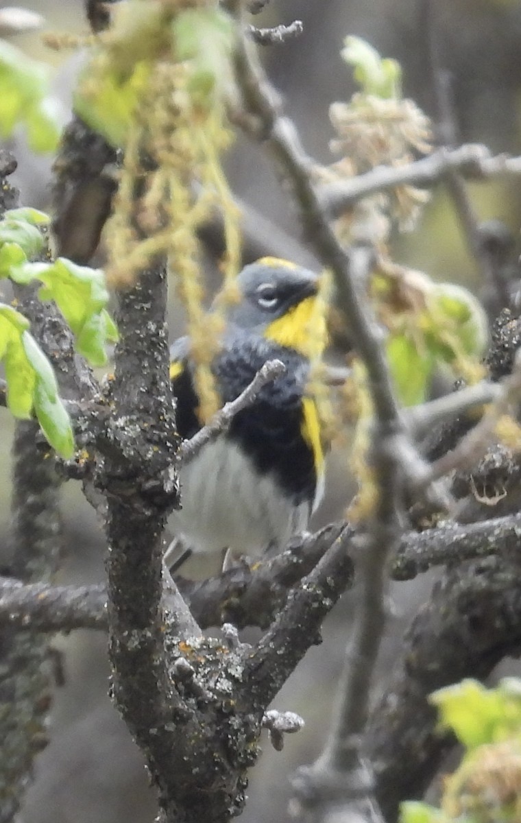 Yellow-rumped Warbler (Audubon's) - Lawrence Datnoff