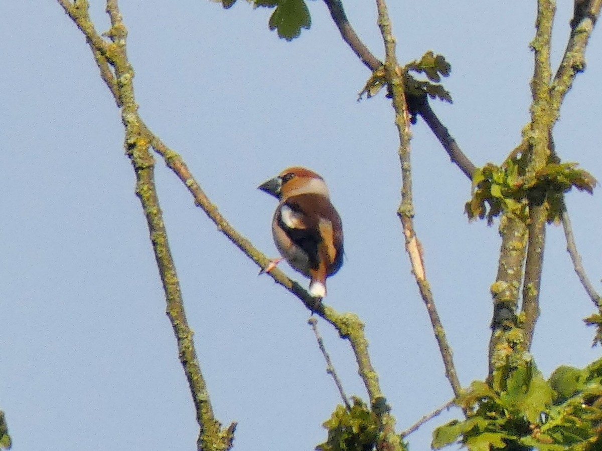 Hawfinch - ML618557801