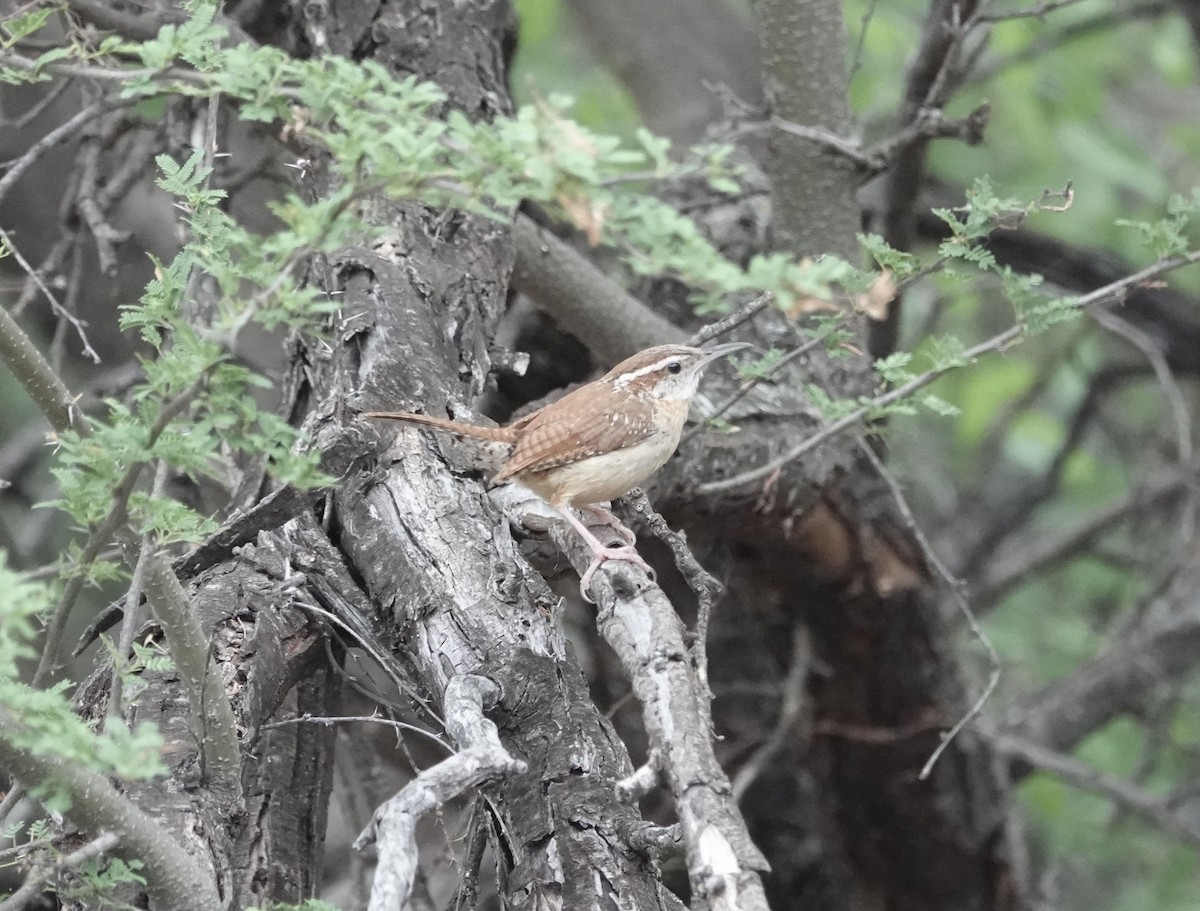 Carolina Wren - ML618557810