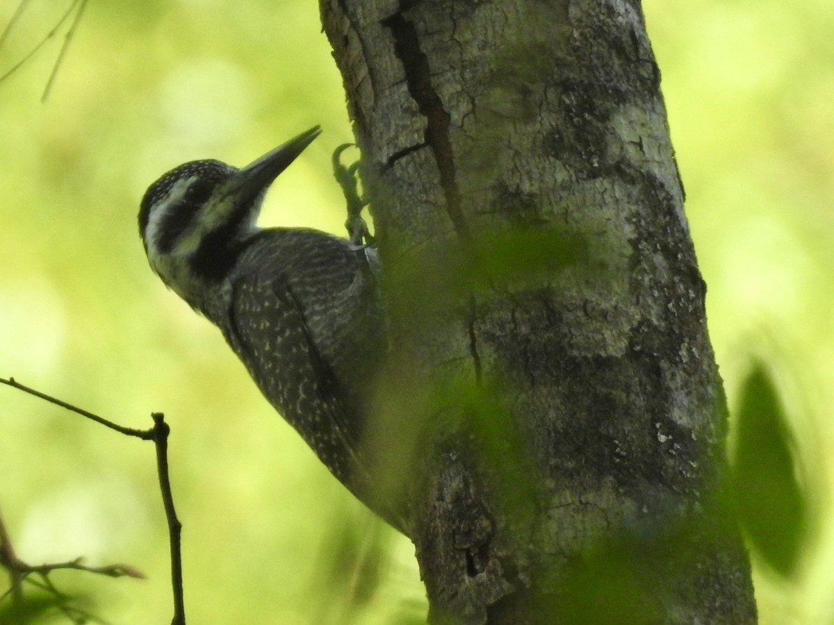 Bearded Woodpecker - ML618557813