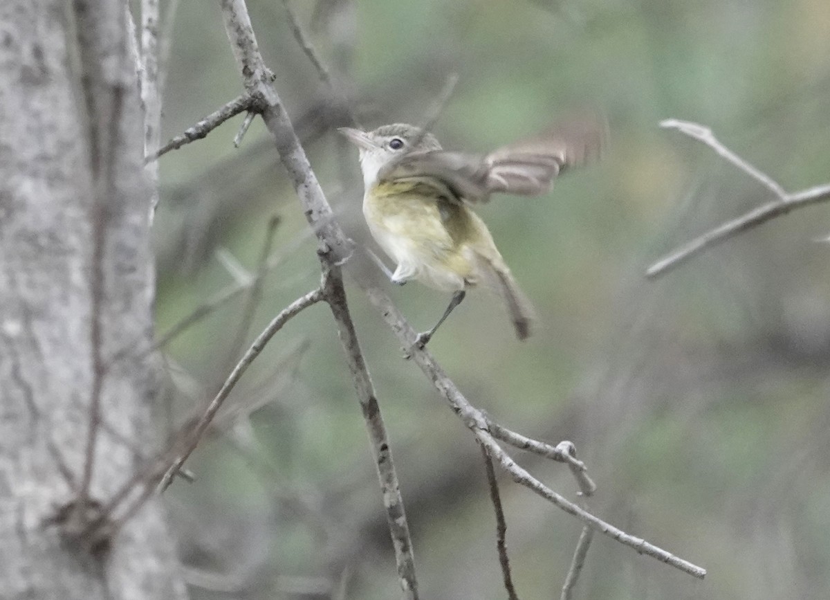 krattvireo - ML618557821