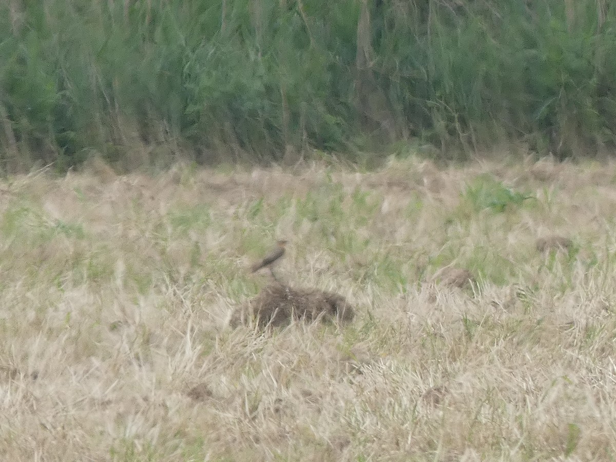 Northern Wheatear - Xavi Andrés-Loire