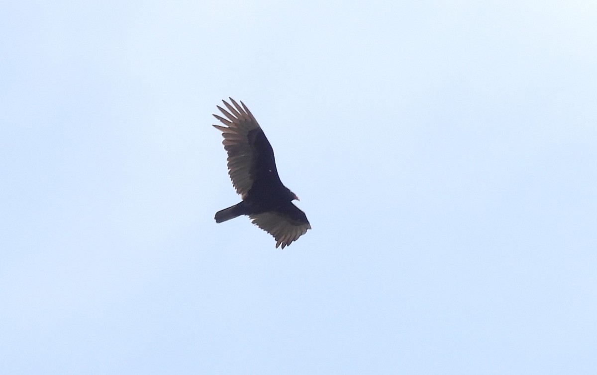 Turkey Vulture - ML618557841