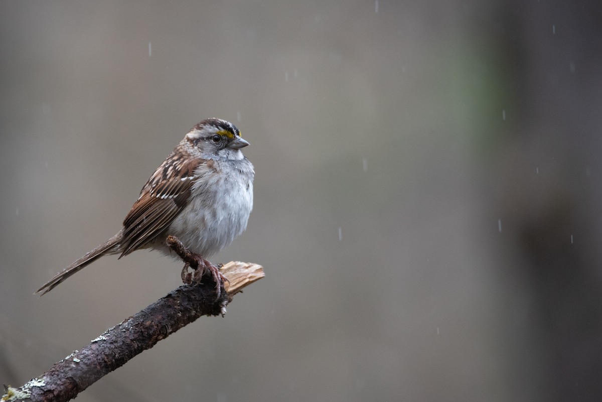 White-throated Sparrow - ML618557874