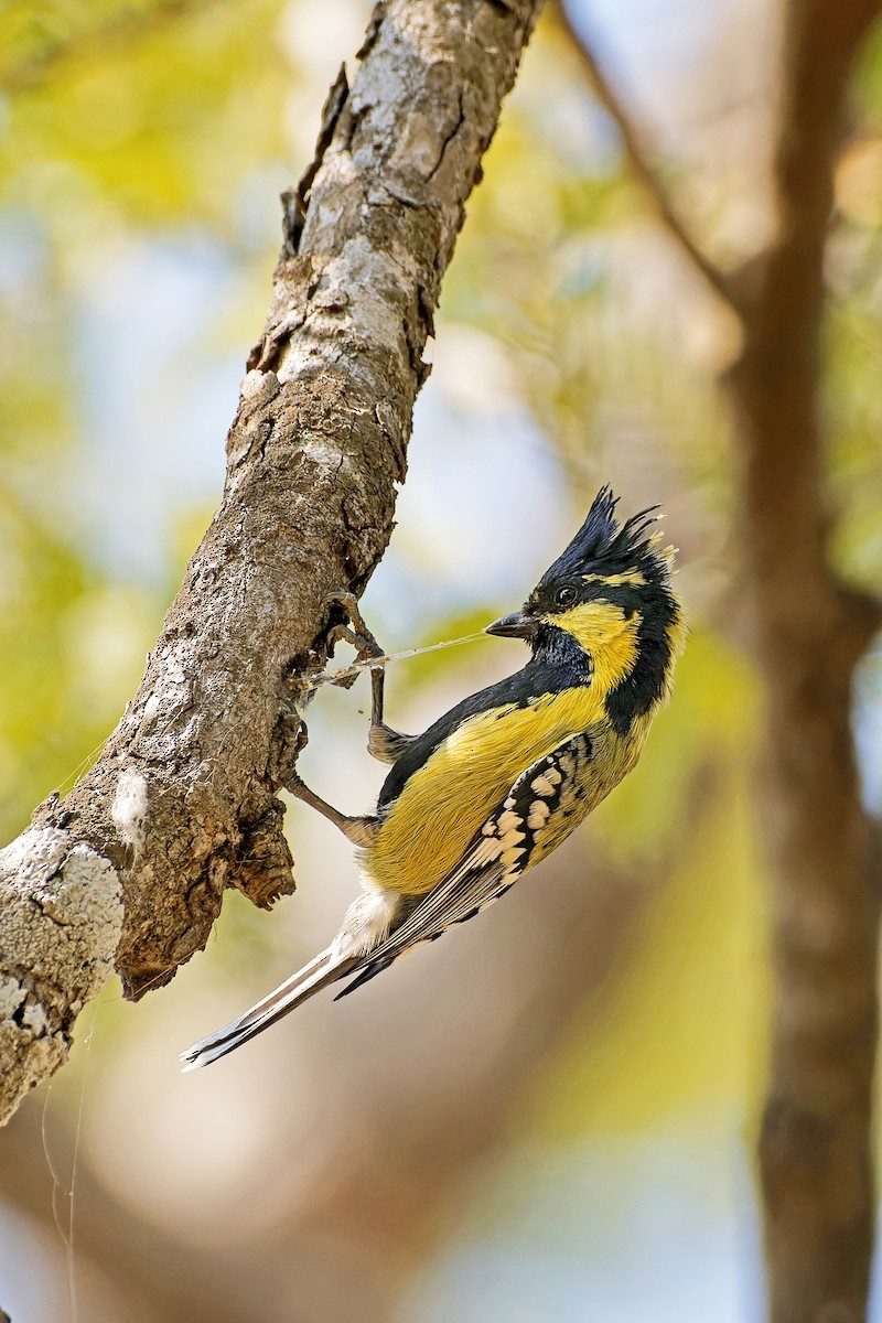 Indian Yellow Tit - Rohit Dwivedi