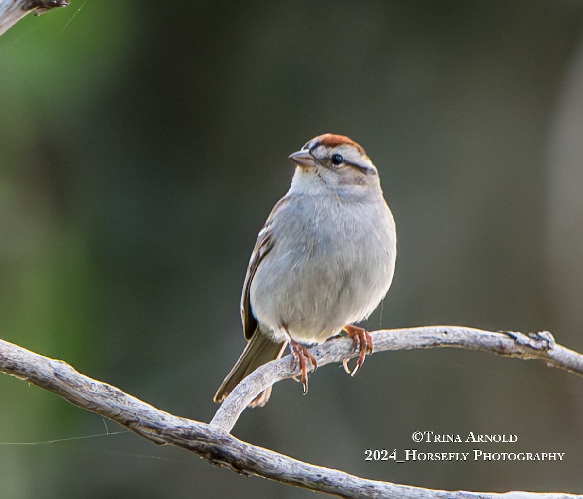 Chipping Sparrow - ML618557891