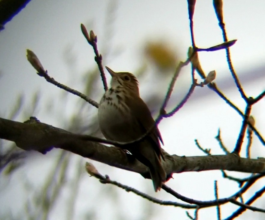 Ovenbird - Jules Pellerin