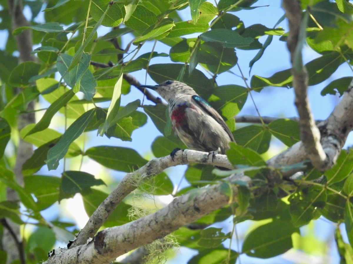 Neergaard's Sunbird - Nick Odio