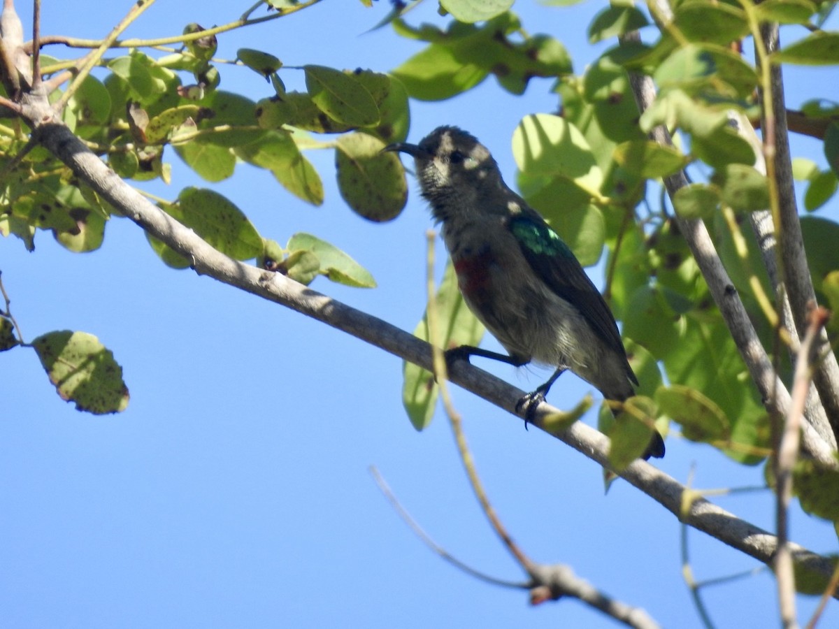 Neergaard's Sunbird - Nick Odio