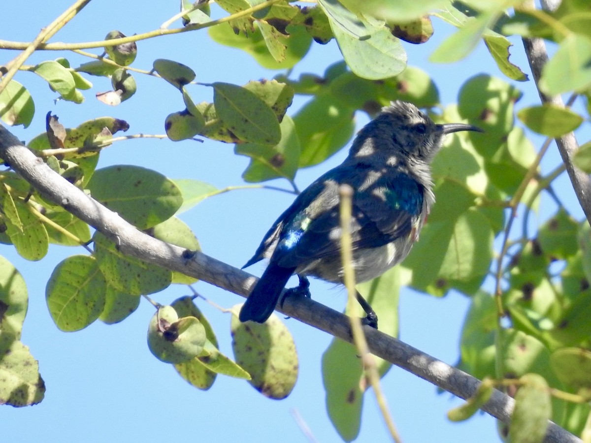 Neergaard's Sunbird - Nick Odio