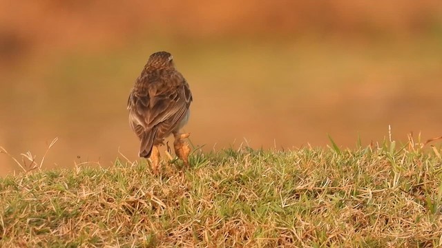 Paddyfield Pipit - ML618557910