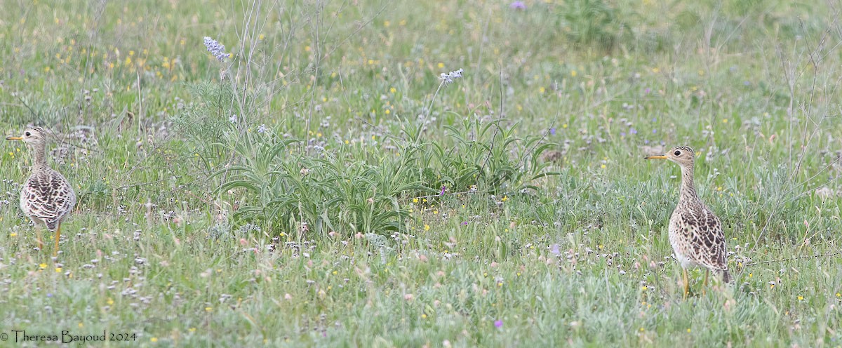 Upland Sandpiper - ML618558005