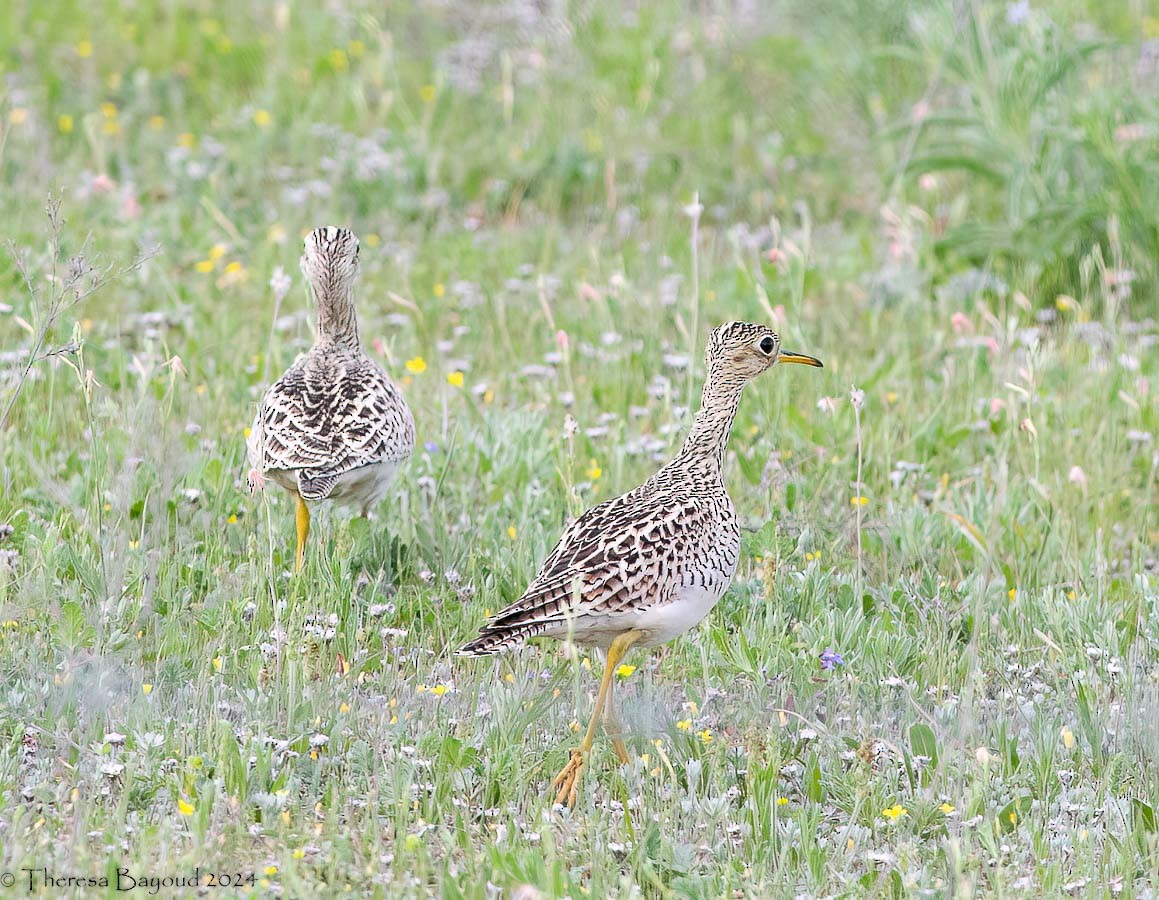 Upland Sandpiper - ML618558006