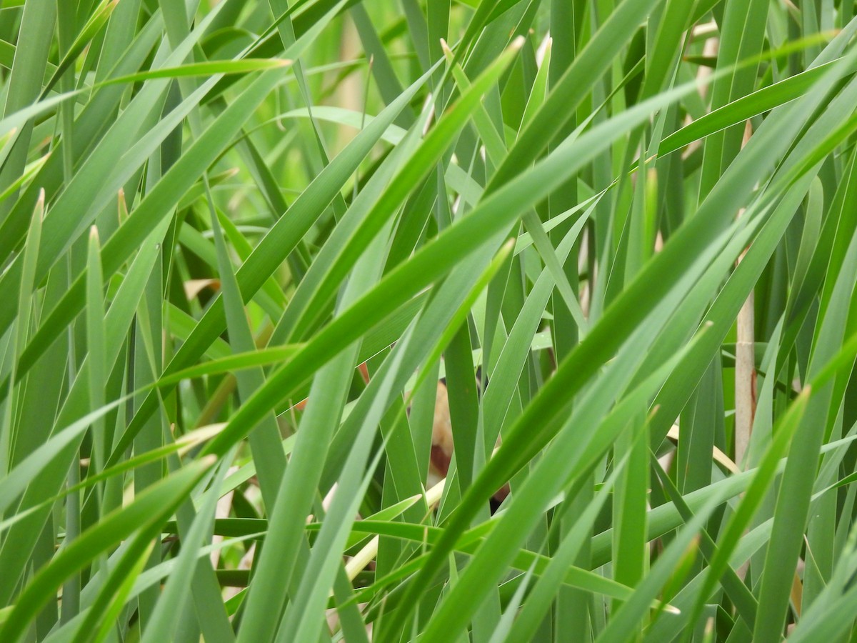 Least Bittern - ML618558016