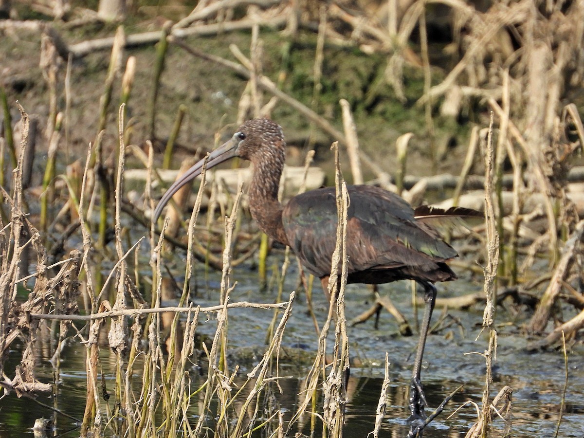 Glossy Ibis - Manuel Pérez R.