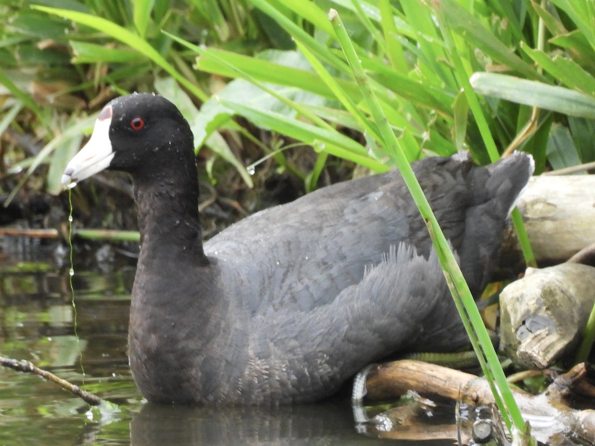 American Coot - ML618558080