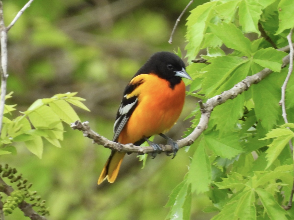 Baltimore Oriole - ML618558103