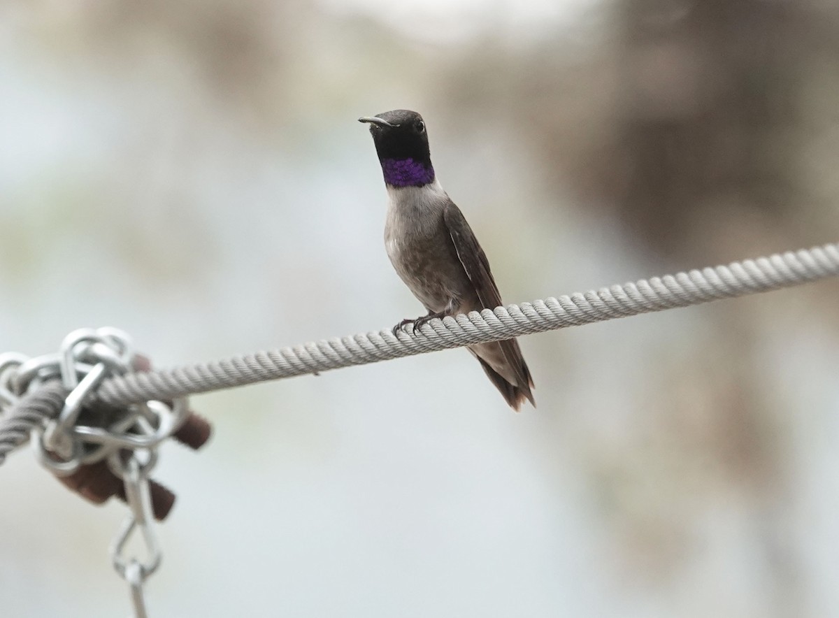 Black-chinned Hummingbird - Lauren Stranahan