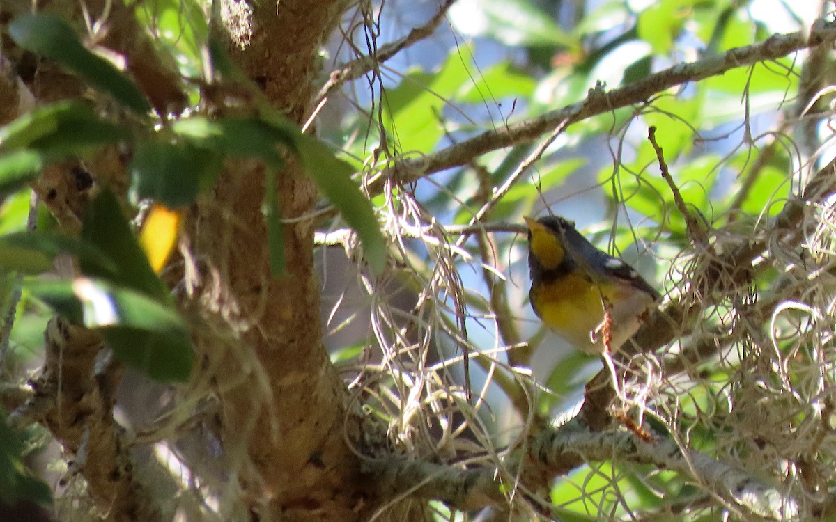 Northern Parula - Jim O'Neill