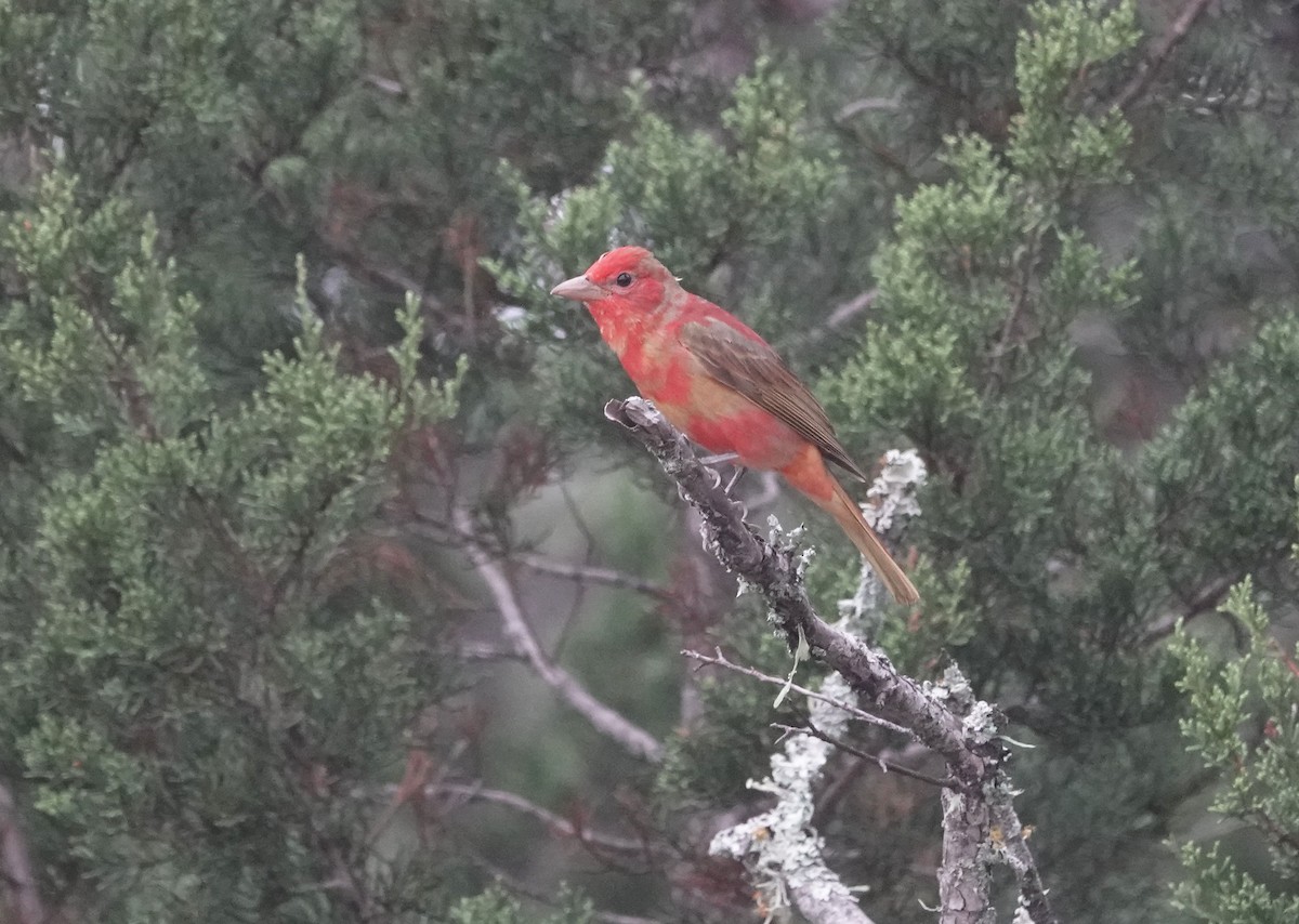 Summer Tanager - Lauren Stranahan