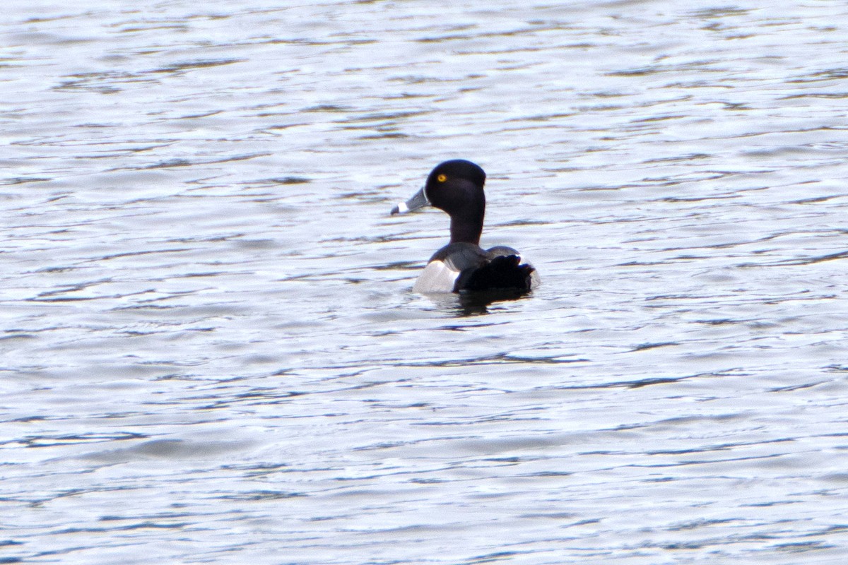 Ring-necked Duck - ML618558197