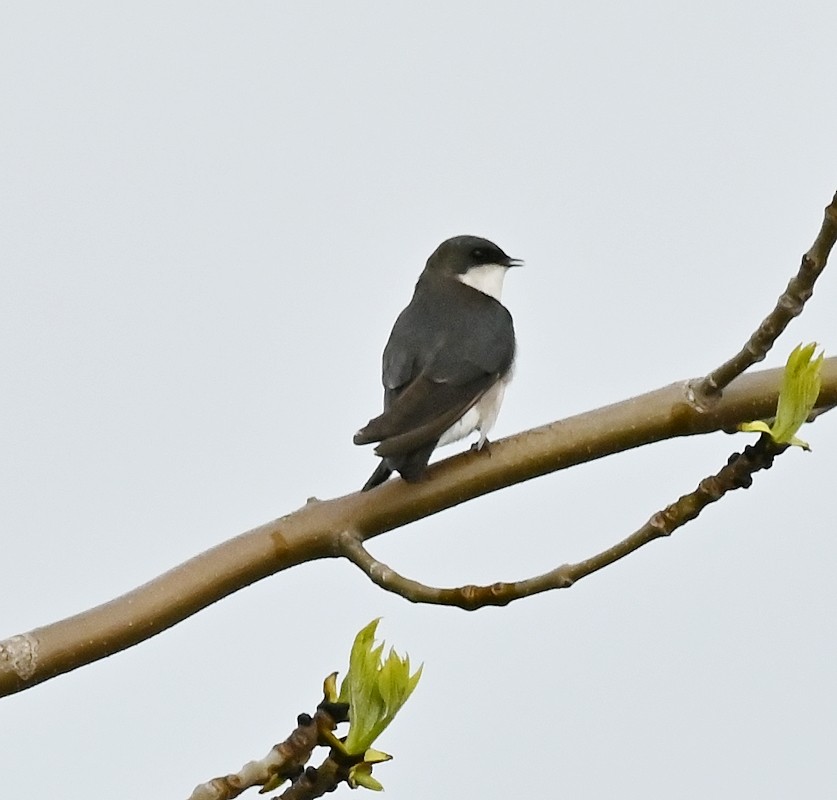 Tree Swallow - Regis Fortin