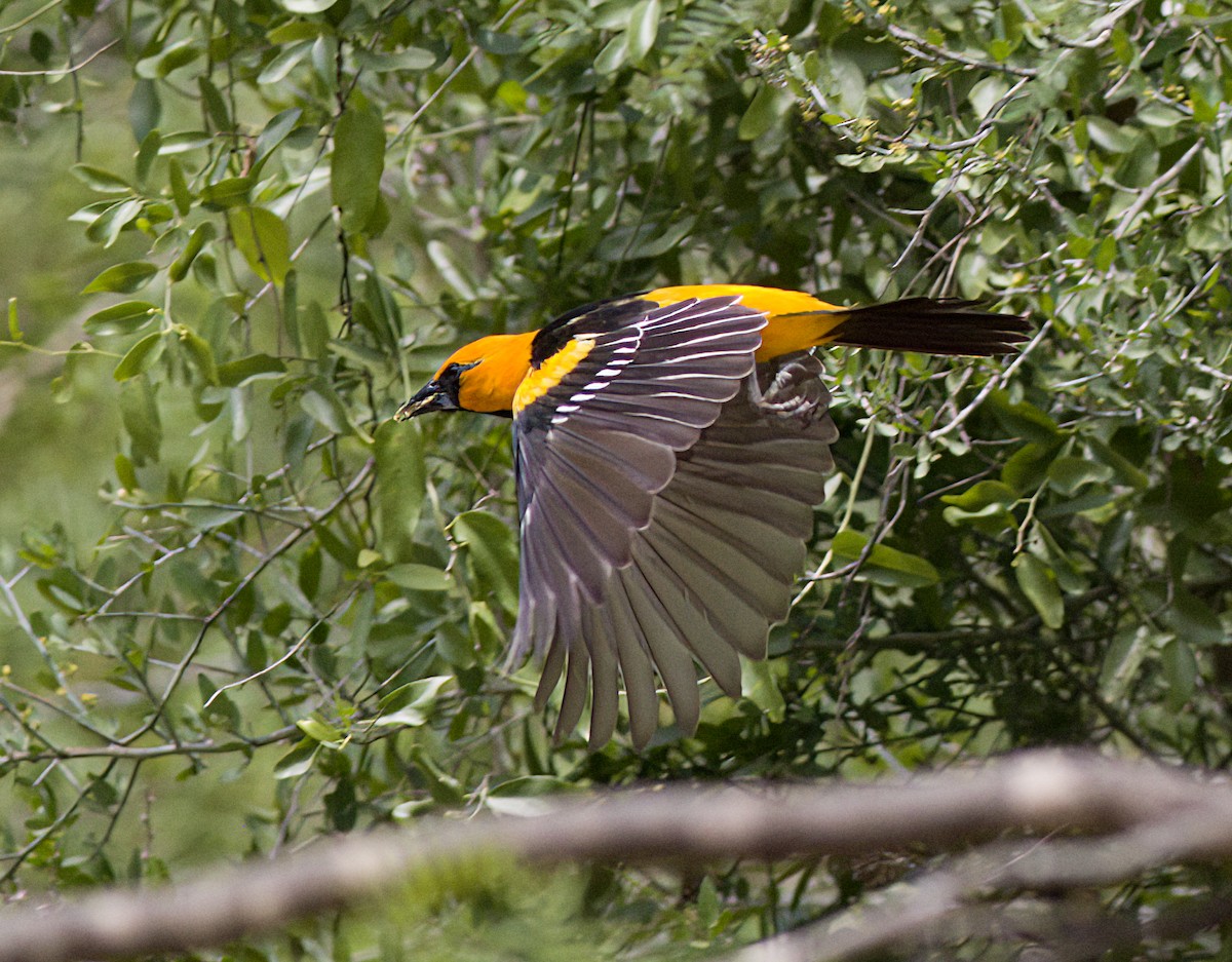 Altamira Oriole - John Gluth