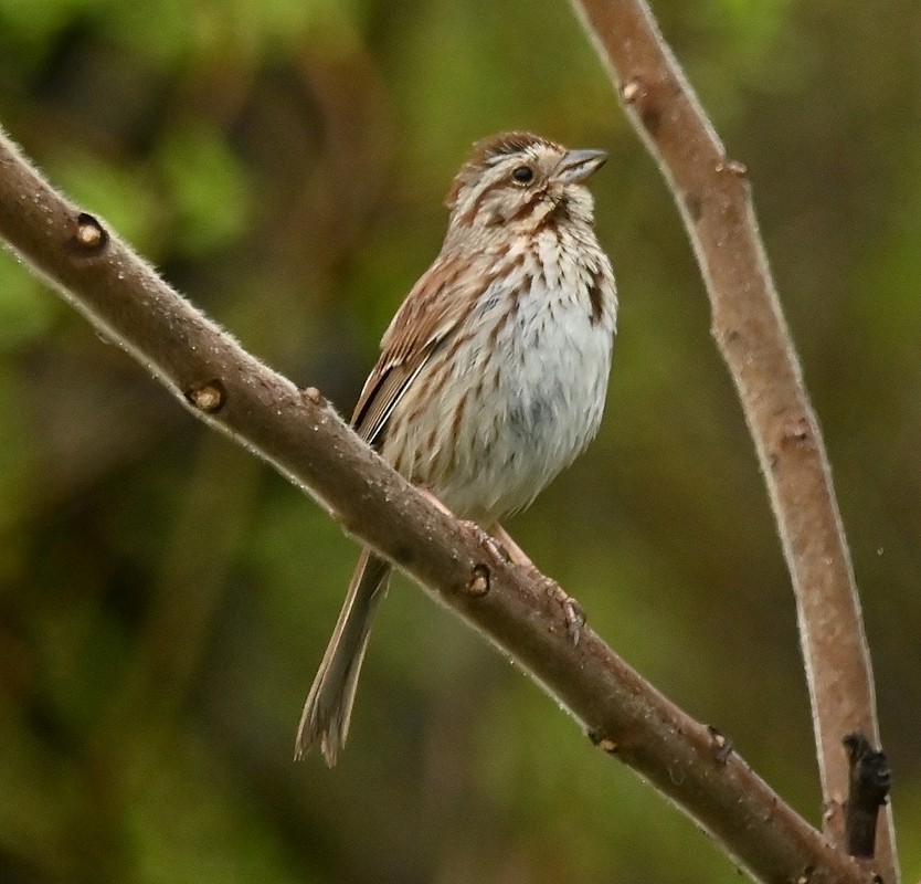 Song Sparrow - Regis Fortin