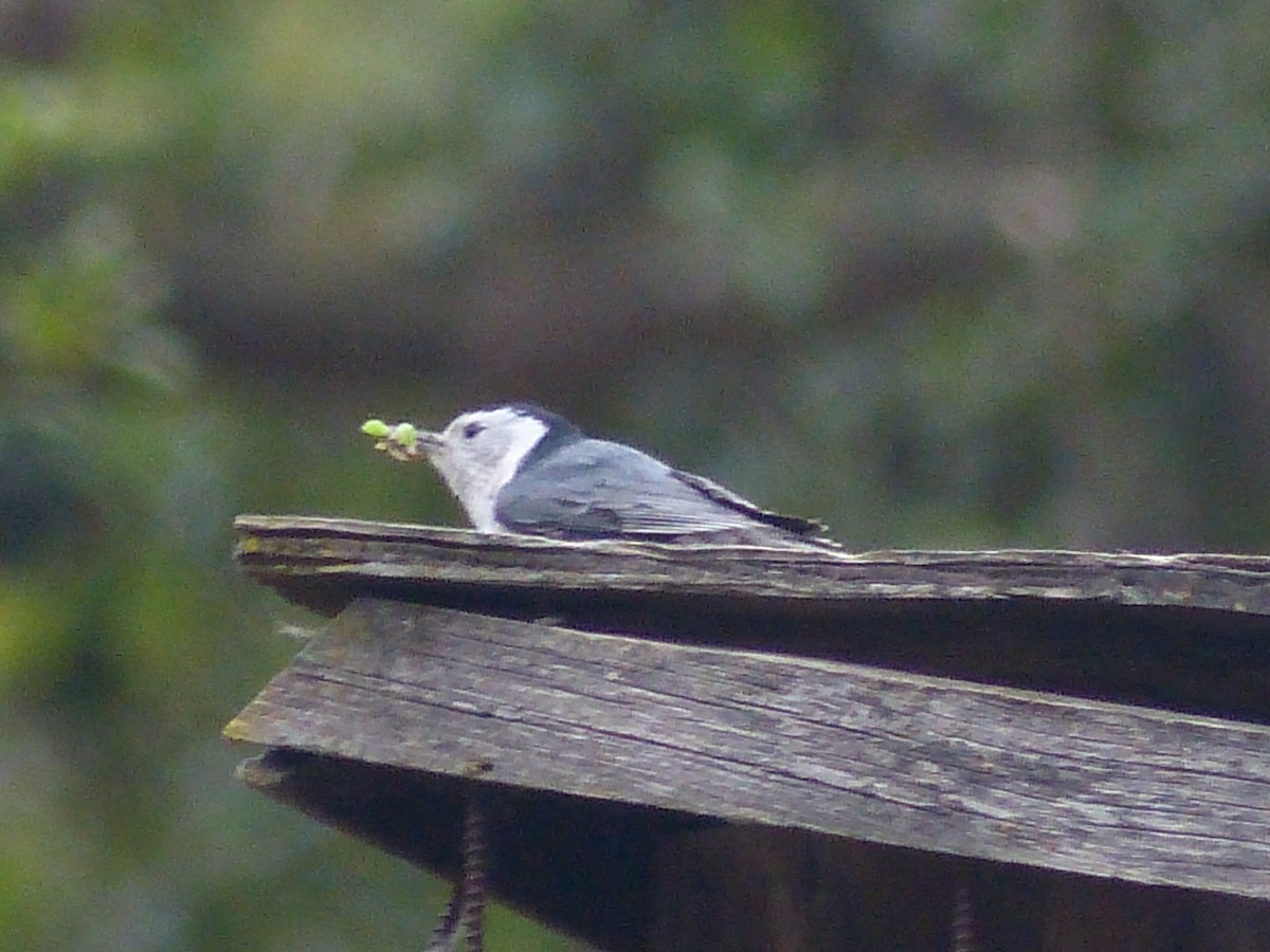 White-breasted Nuthatch - ML618558255