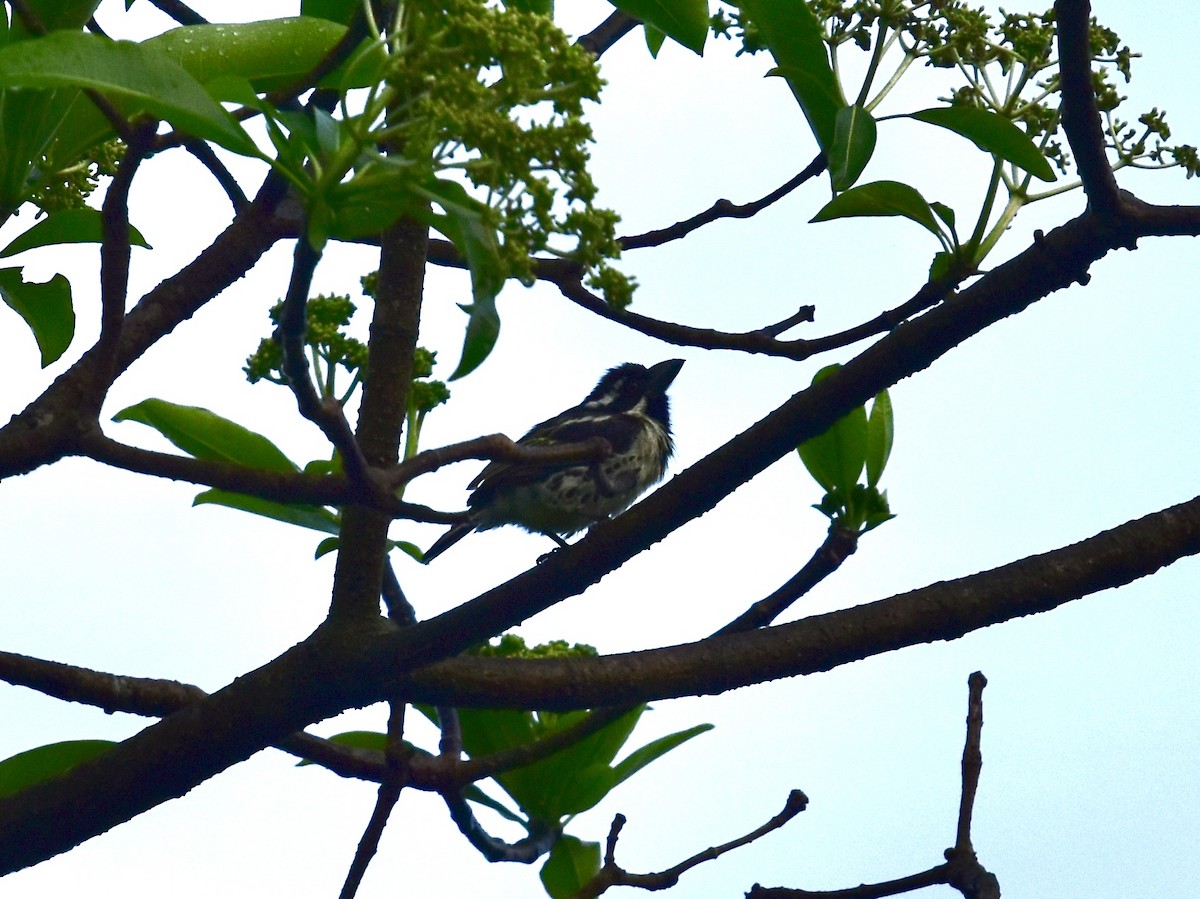 Spot-flanked Barbet - Shirley Bobier