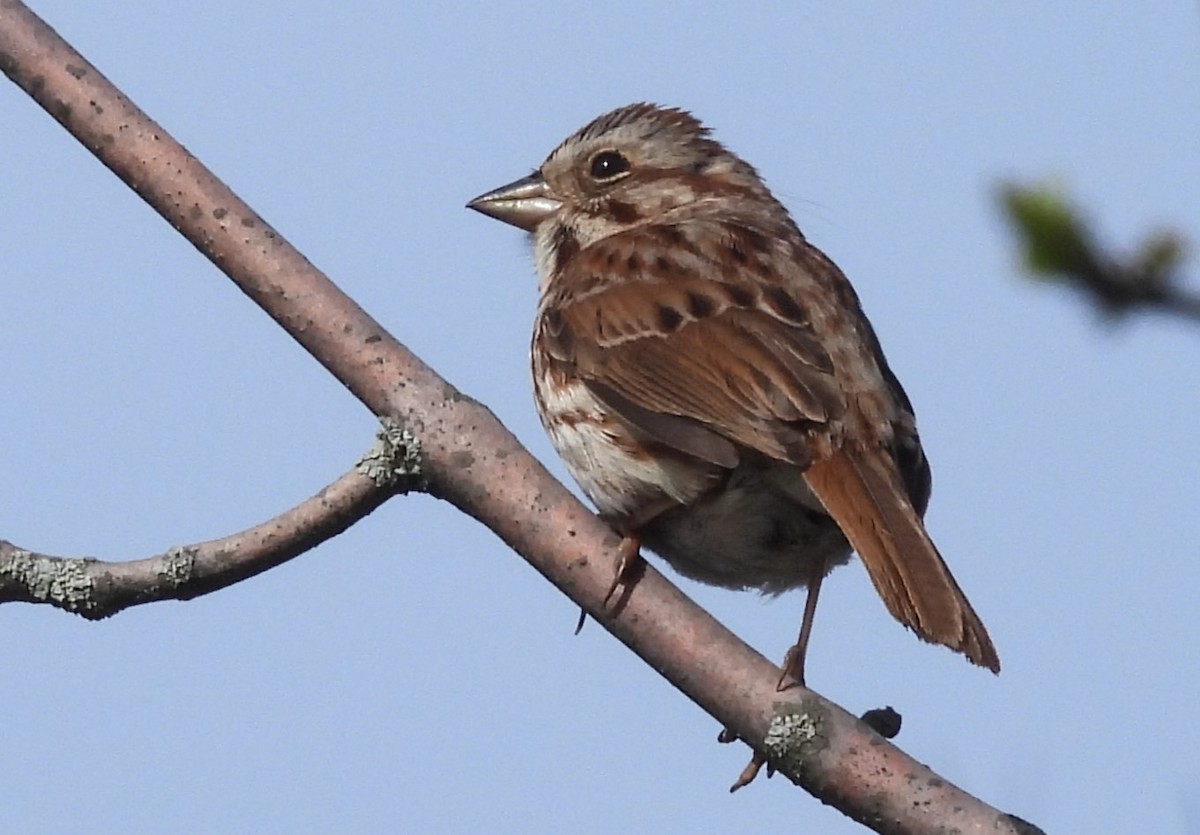 Song Sparrow - Joanne Muis Redwood