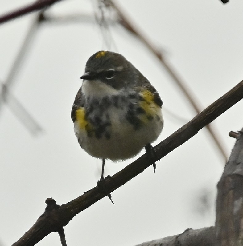 Yellow-rumped Warbler - Regis Fortin