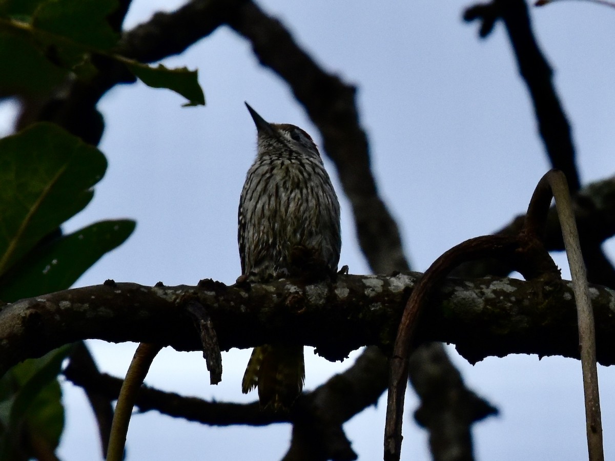 Cardinal Woodpecker - ML618558263