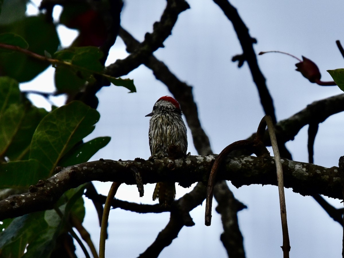 Cardinal Woodpecker - Shirley Bobier