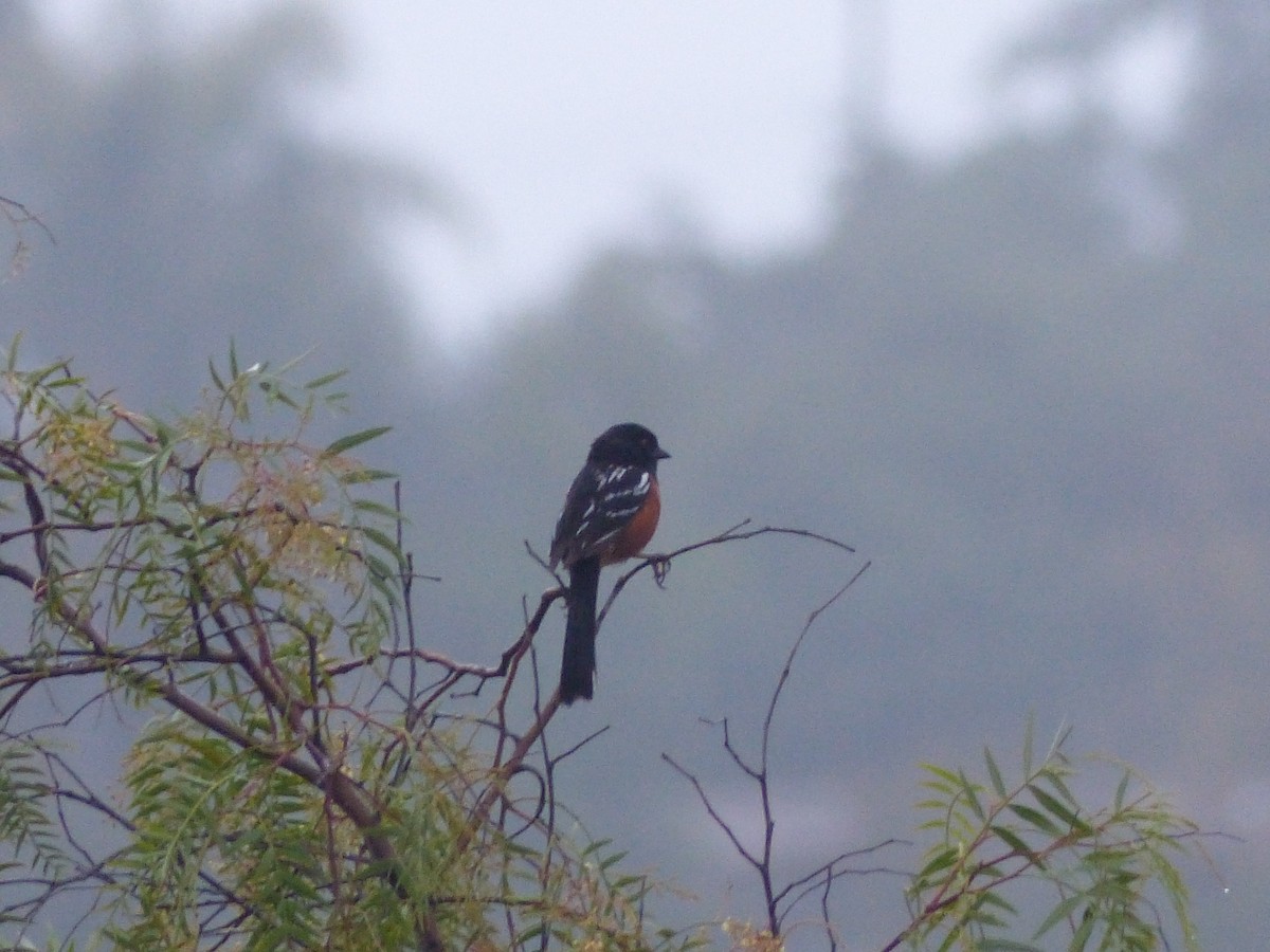 Spotted Towhee - ML618558301