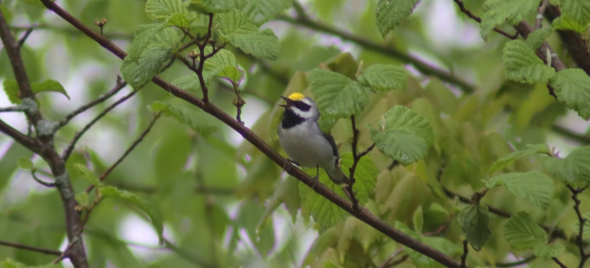 Golden-winged Warbler - BJ dooley